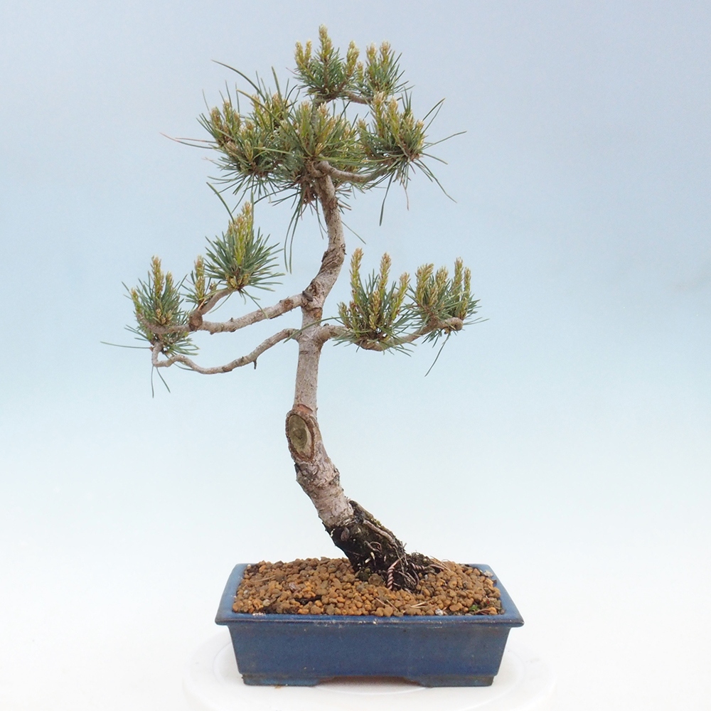 Venkovní bonsai - Pinus Sylvestris Watererri - Borovice lesní