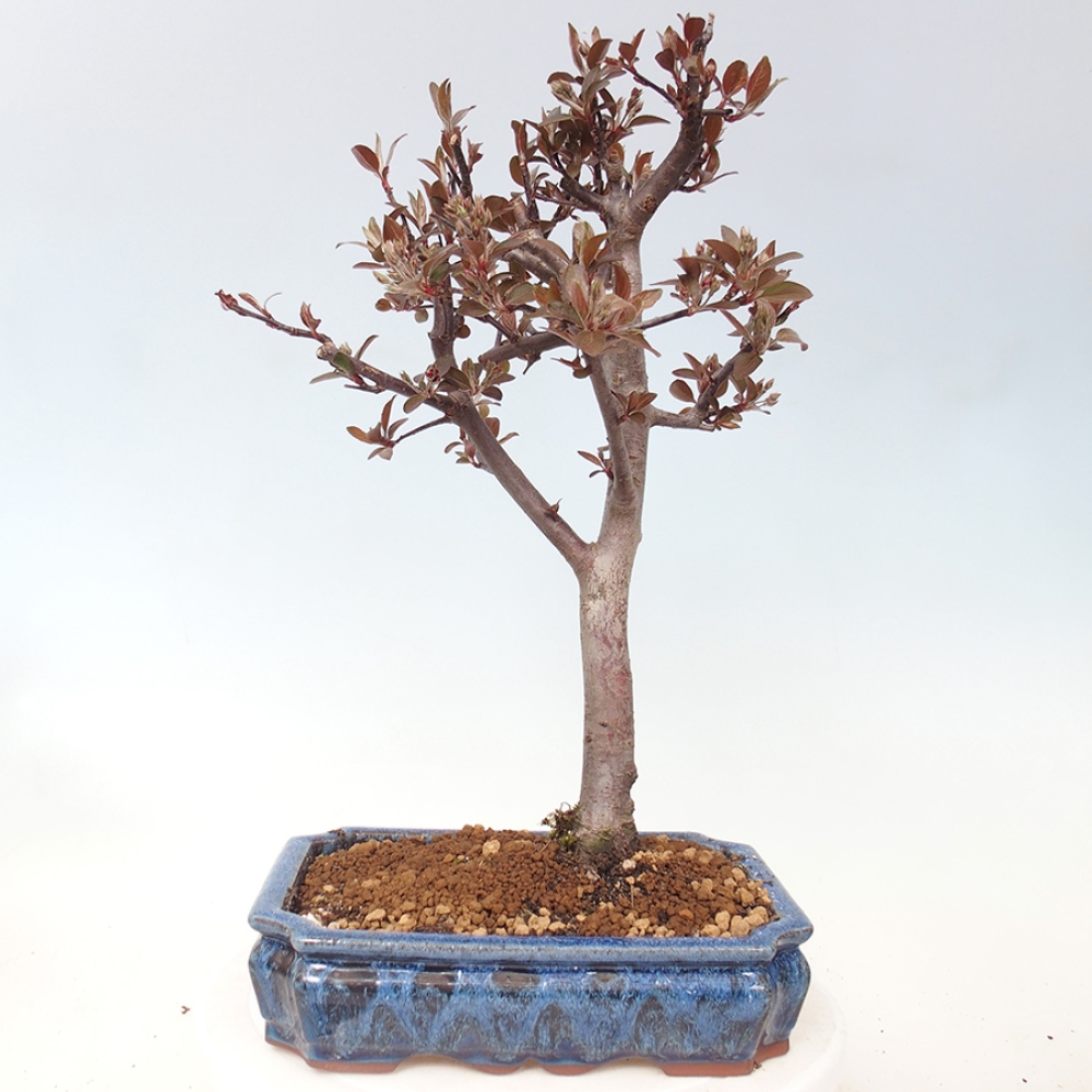 Venkovní bonsai -Malus domestica - Maloplodá jabloň červenolistá