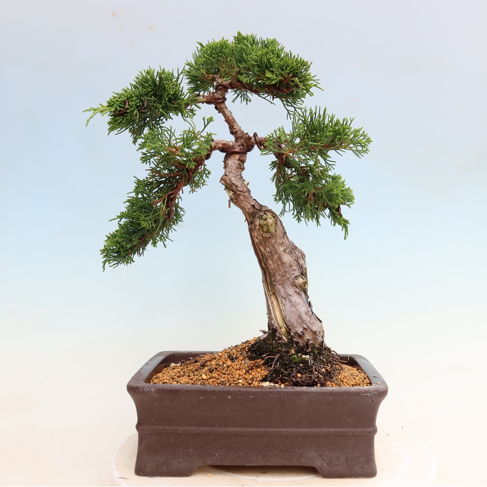 Venkovní bonsai - Juniperus chinensis Itoigawa-Jalovec čínský