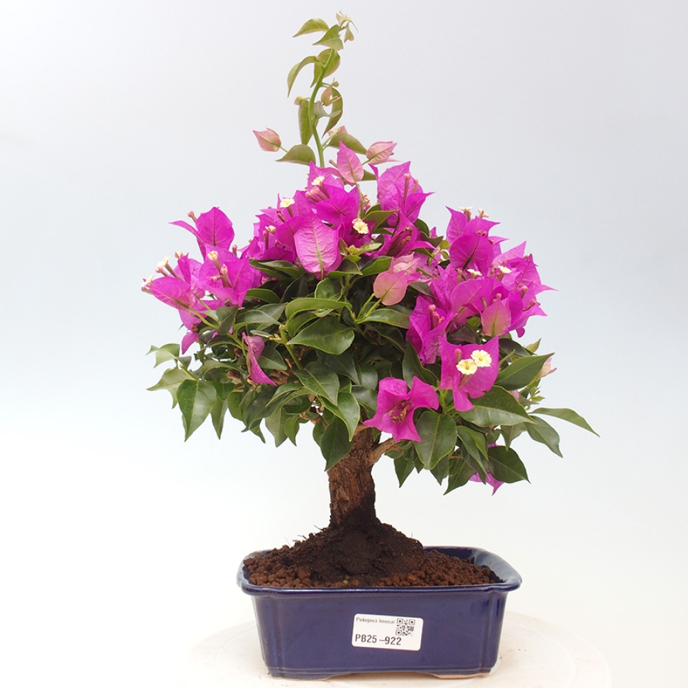 Pokojová bonsai - Bouganwilea