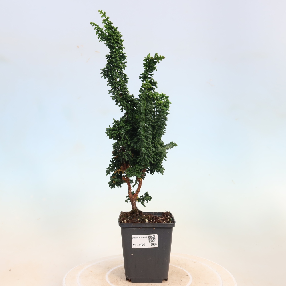 Venkovní bonsai - Cham. obtusa SEKKA HINOKI - Cypřišek