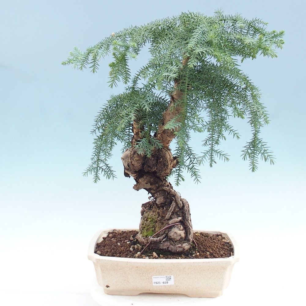 Pokojová bonsai - Araukarie - pokojový smrček