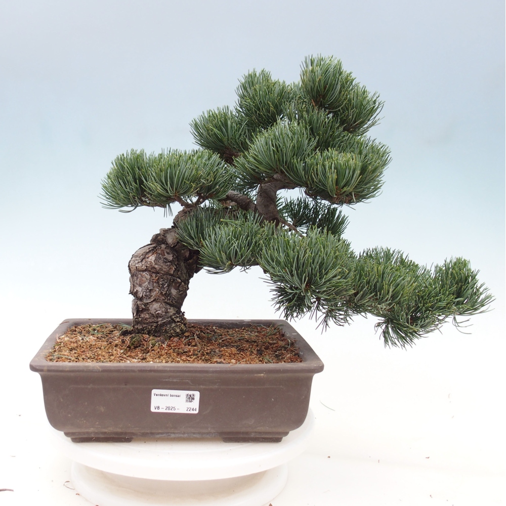 Venkovní bonsai - Pinus parviflora - Borovice drobnokvětá