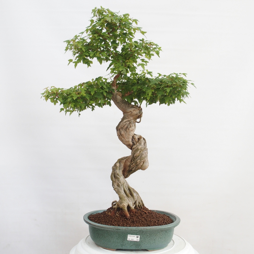 Venkovní bonsai - Acer Buergerianum - Javor Burgerův