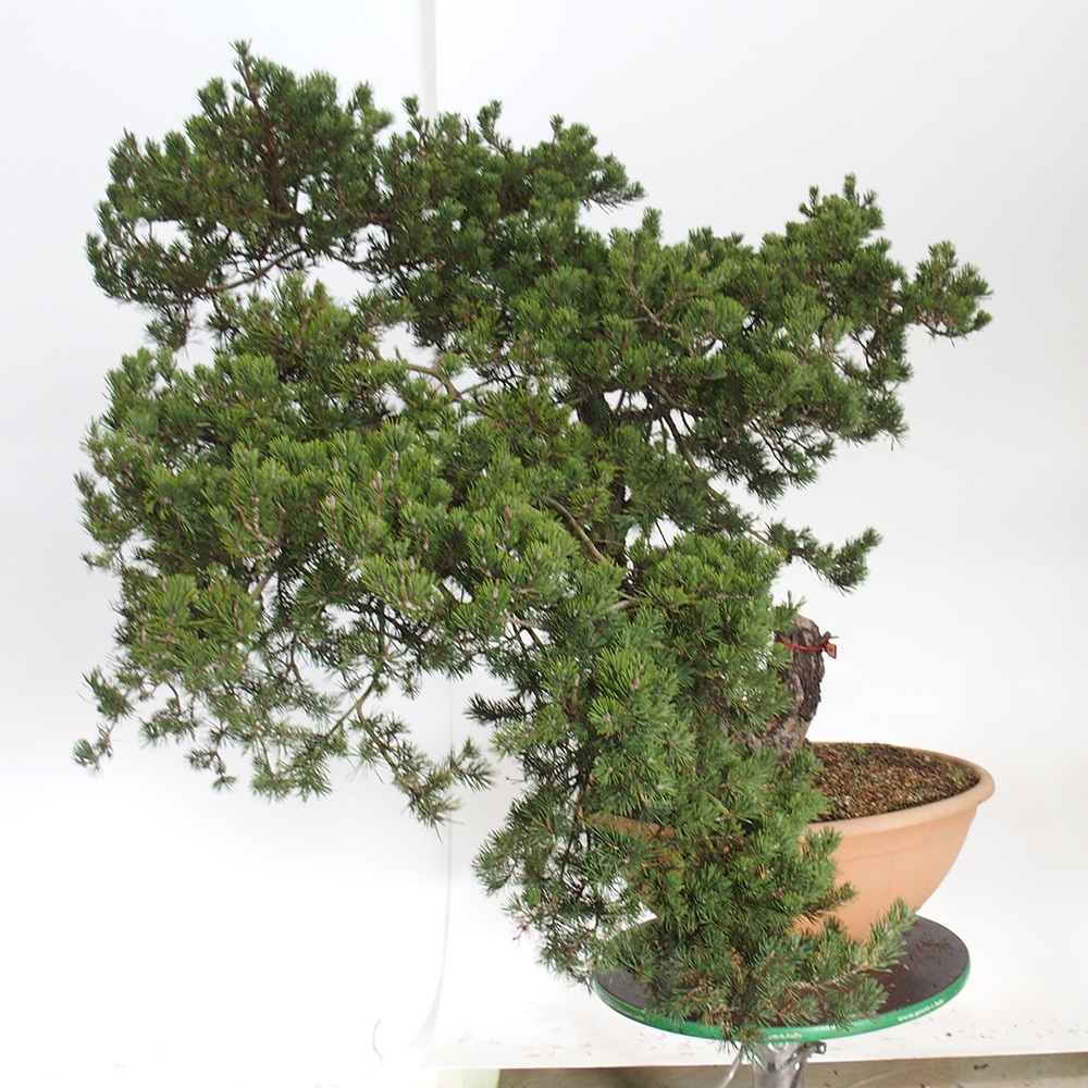 Yamadori - Pinus sylvestris Španělsko