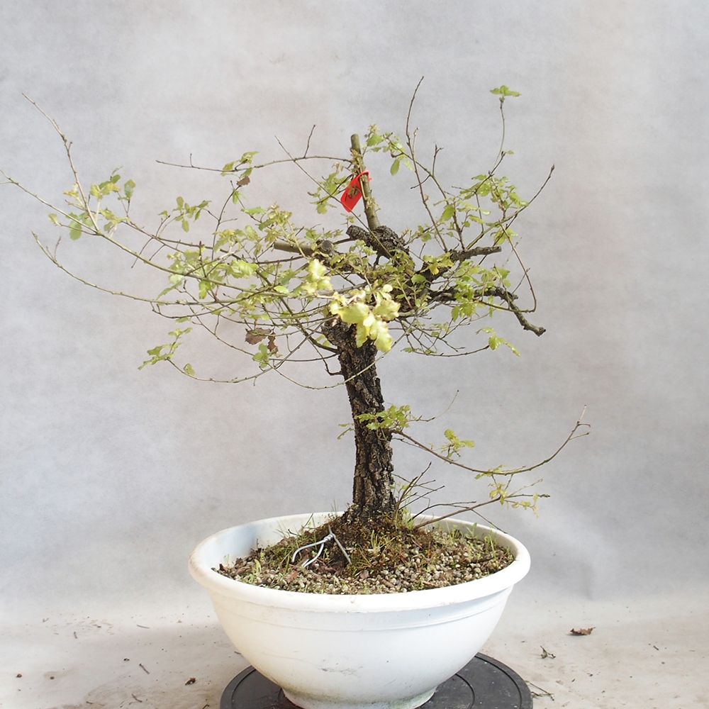 Venkovní bonsai Quercus Cerris - Dub Cer