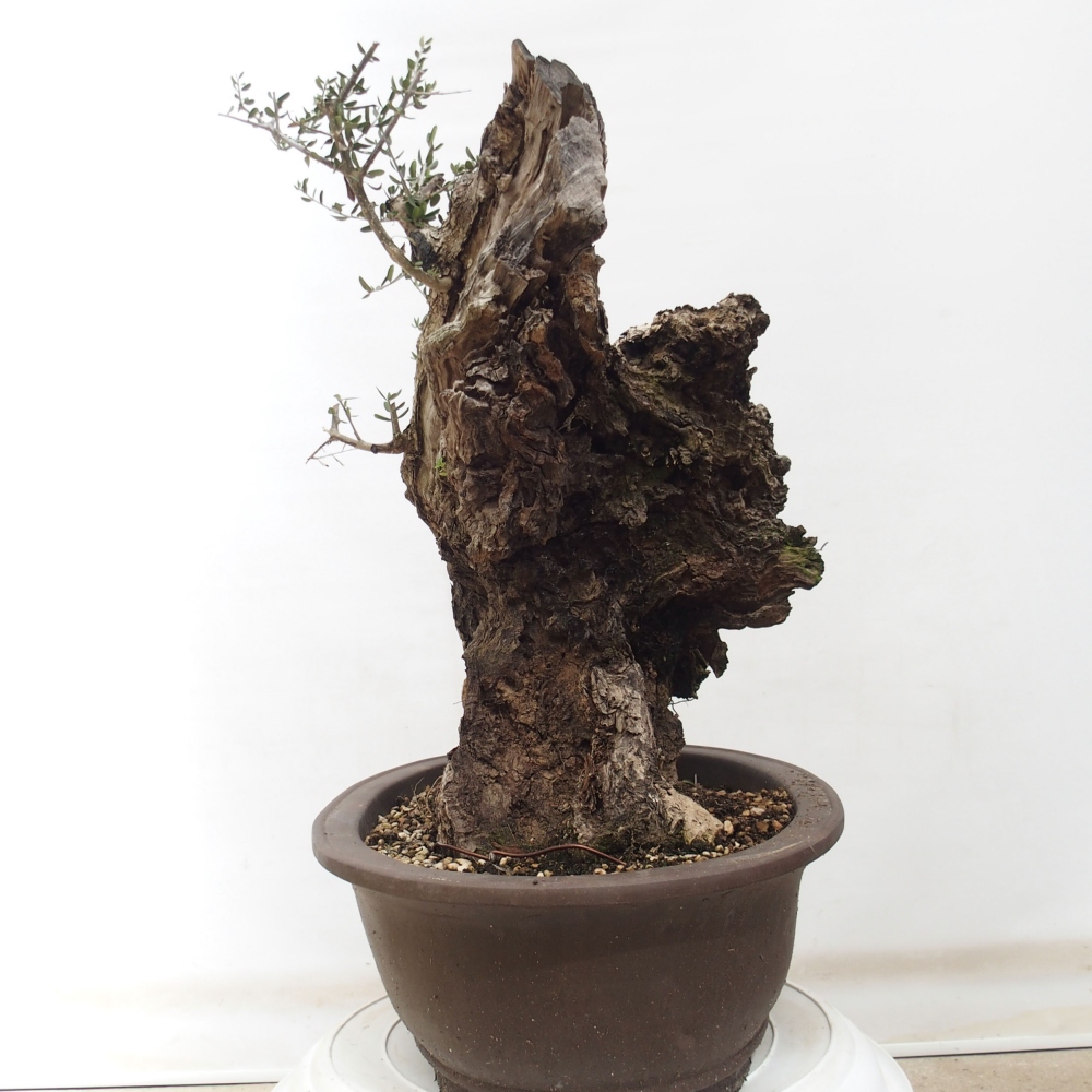 Pokojová bonsai - Olea europaea sylvestris -Oliva evropská drobnolistá