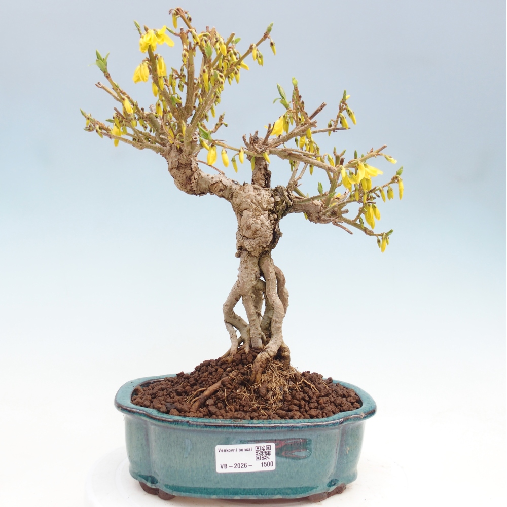 Venkovní bonsai - Zlatice - Forsythia koreana