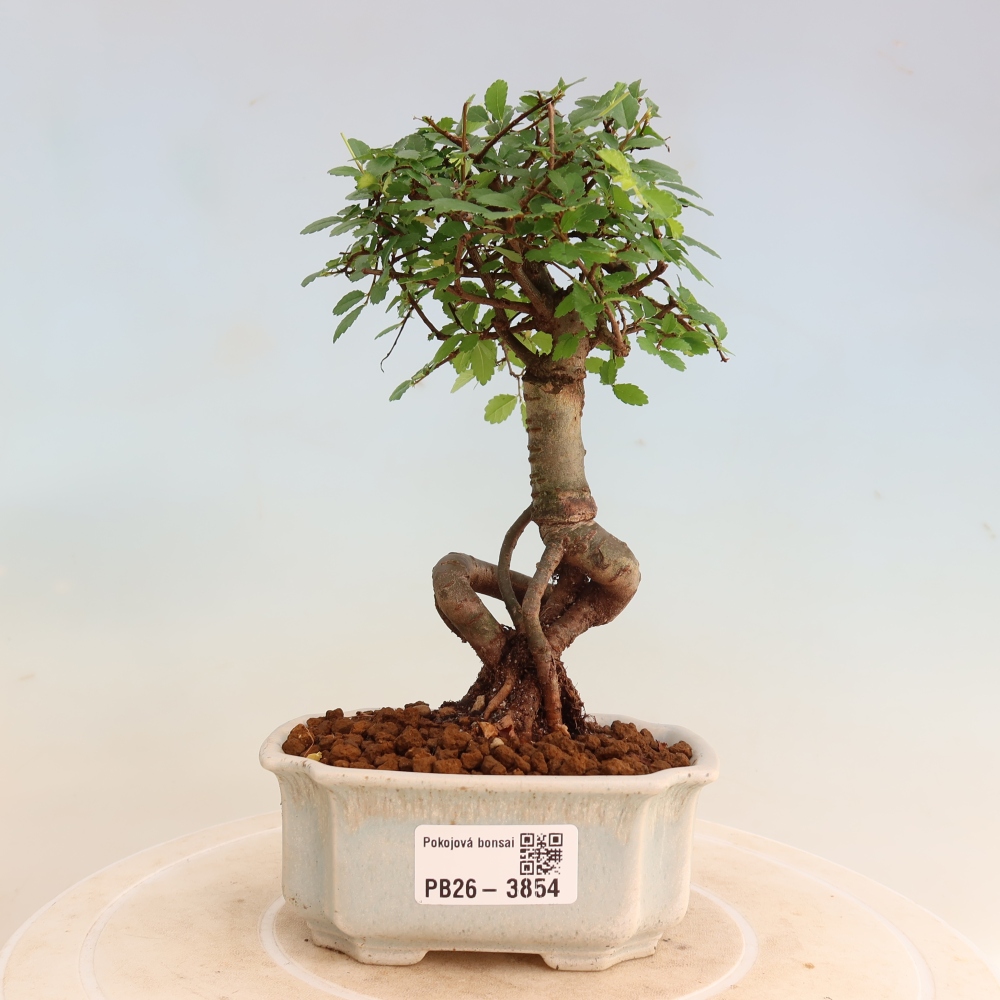 Pokojová bonsai - Ulmus parvifolia - Malolistý jilm