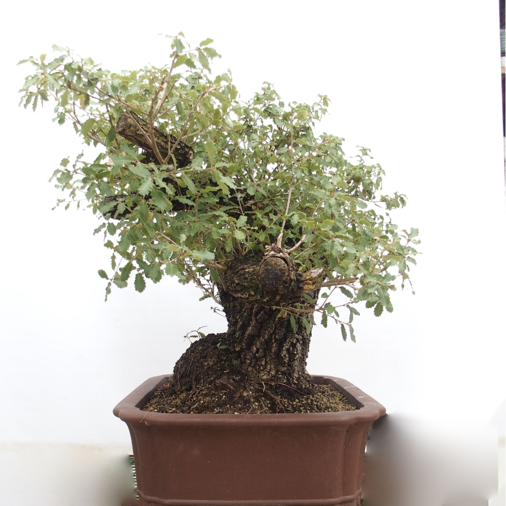 Yamadori - Quercus Ilex -Dub cesmínovitý