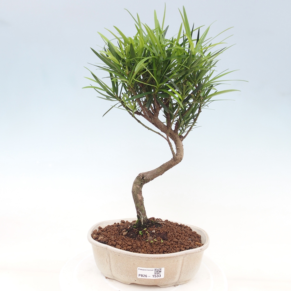 Pokojová bonsai - Podocarpus - Kamenný tis
