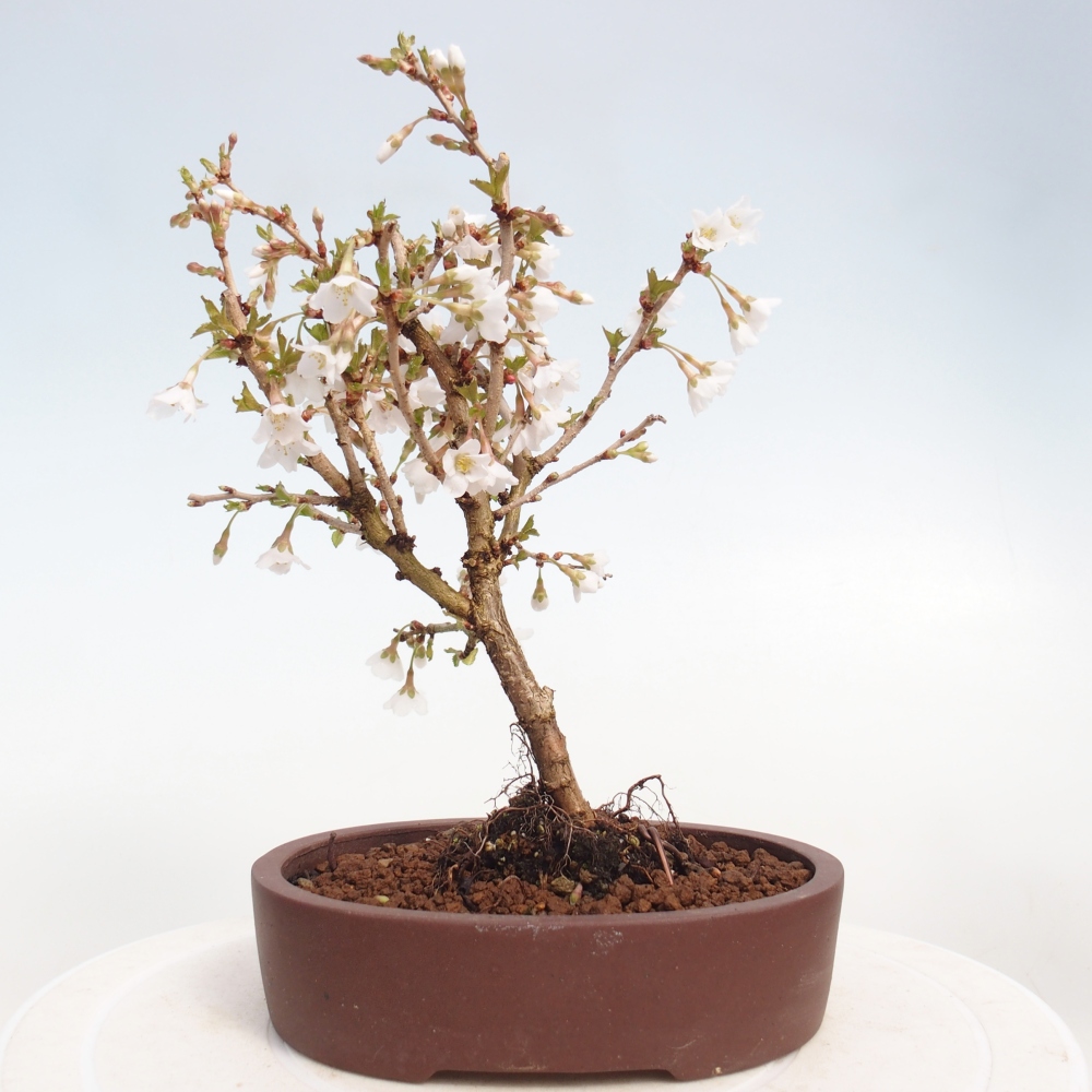 Venkovní bonsai - Prunus incisa Kojou-no mai-Slivoň vyříznutá