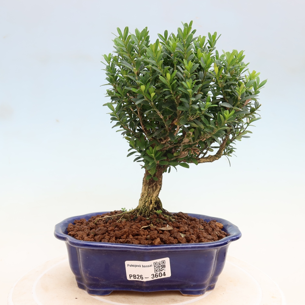 Pokojová bonsai - Buxus harlandii -korkový buxus