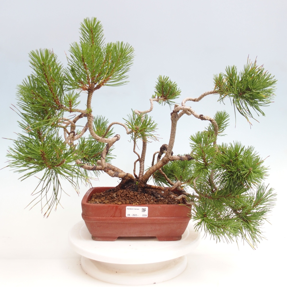 Venkovní bonsai - Pinus Mugo  - Borovice