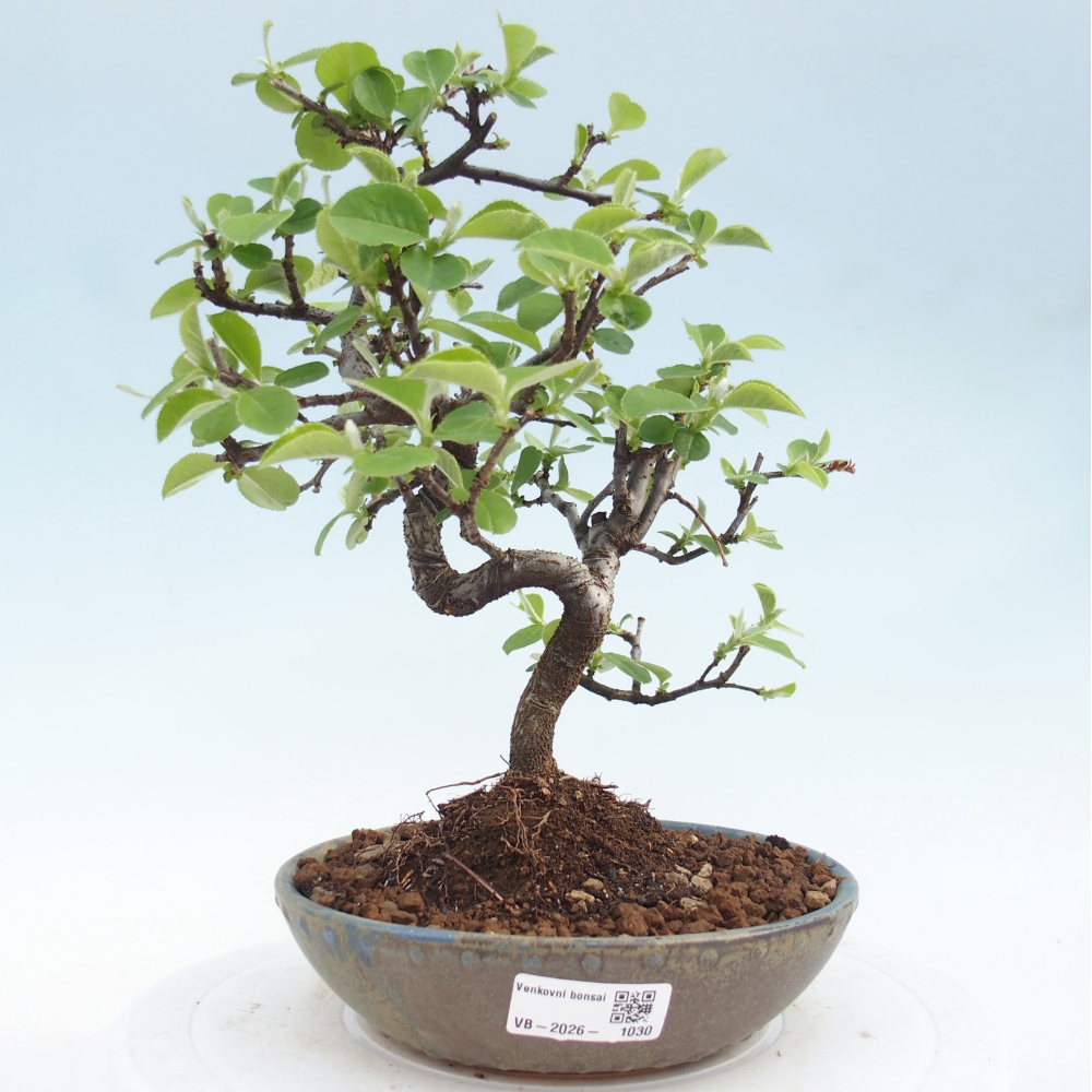 Venkovní  bonsai -  Chaneomeles chinensis - Kdoulovec čínsky