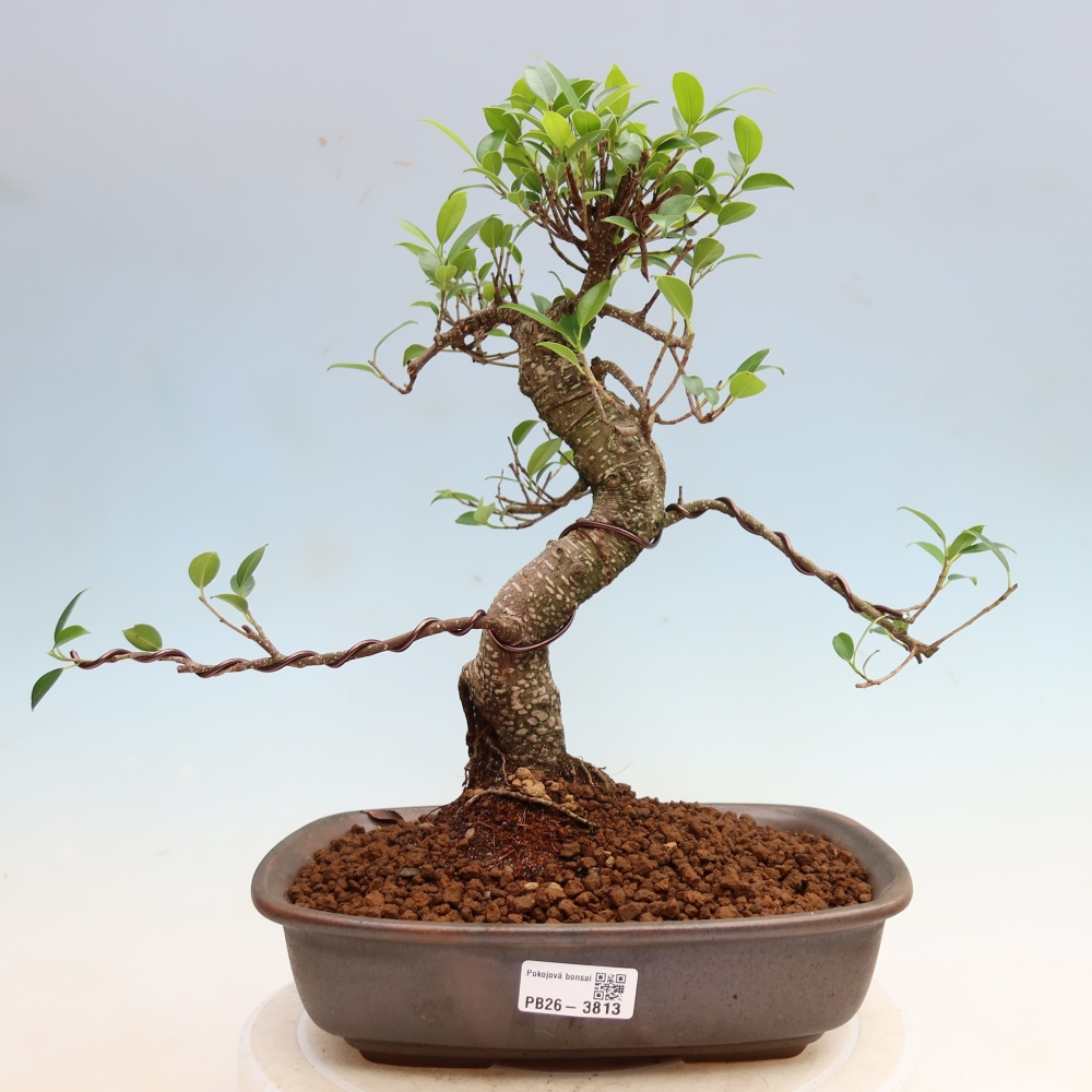 Pokojová bonsai - Ficus kimmen -  malolistý fíkus