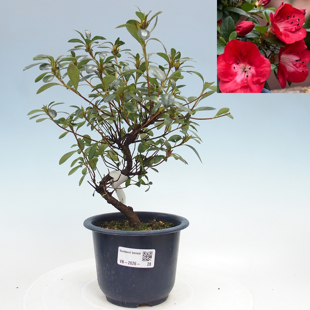 Venkovní bonsai - Japonská azalka - Azalea Benibeni
