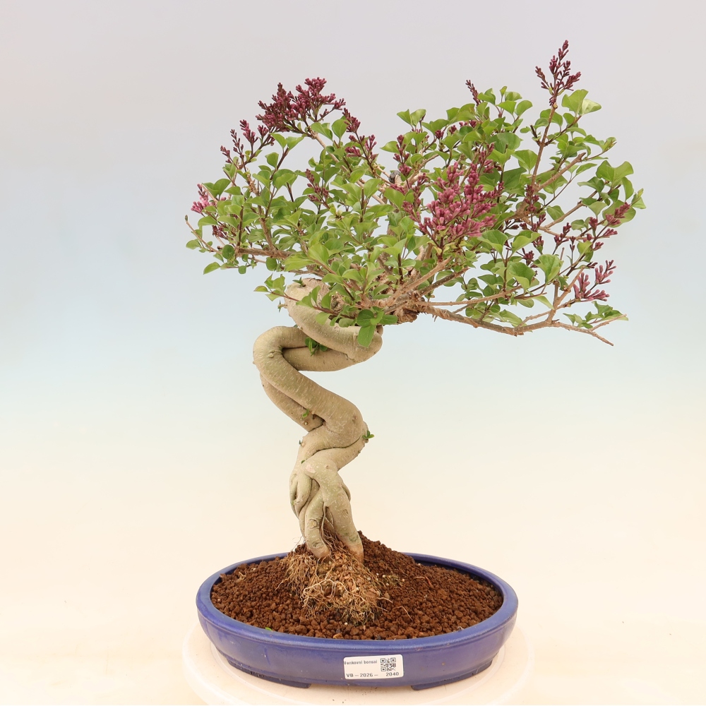 Venkovní  bonsai -  Syringa microphylla - malokvětý šeřík