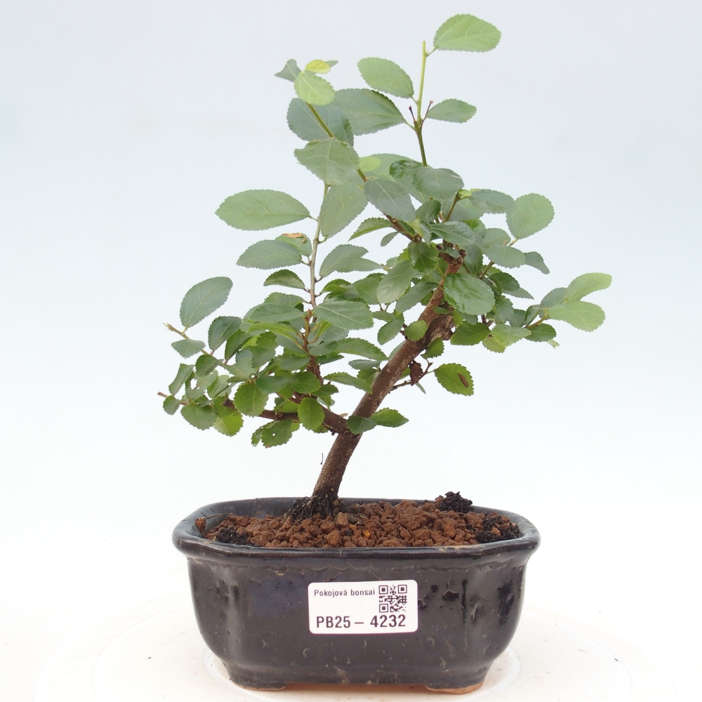 Pokojová bonsai - Grewia occidentalis - Hvězdice levandulová