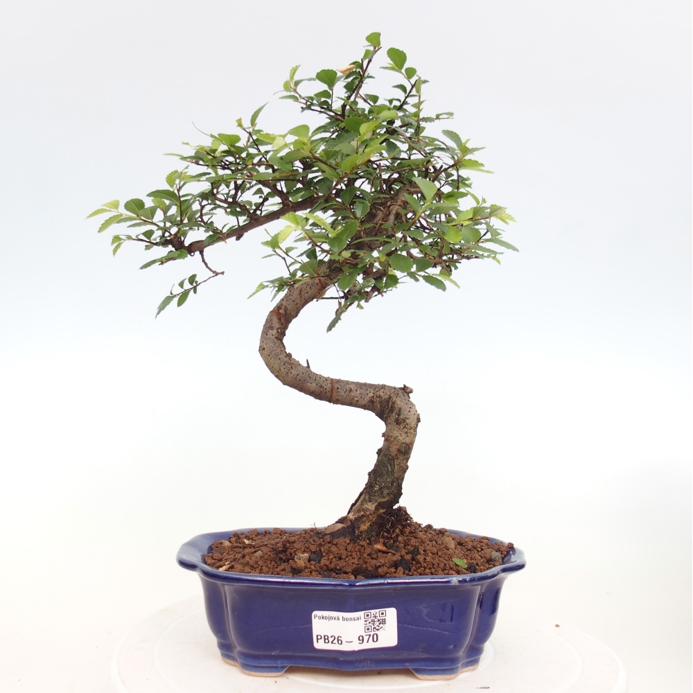 Pokojová bonsai - Ulmus parvifolia - Malolistý jilm
