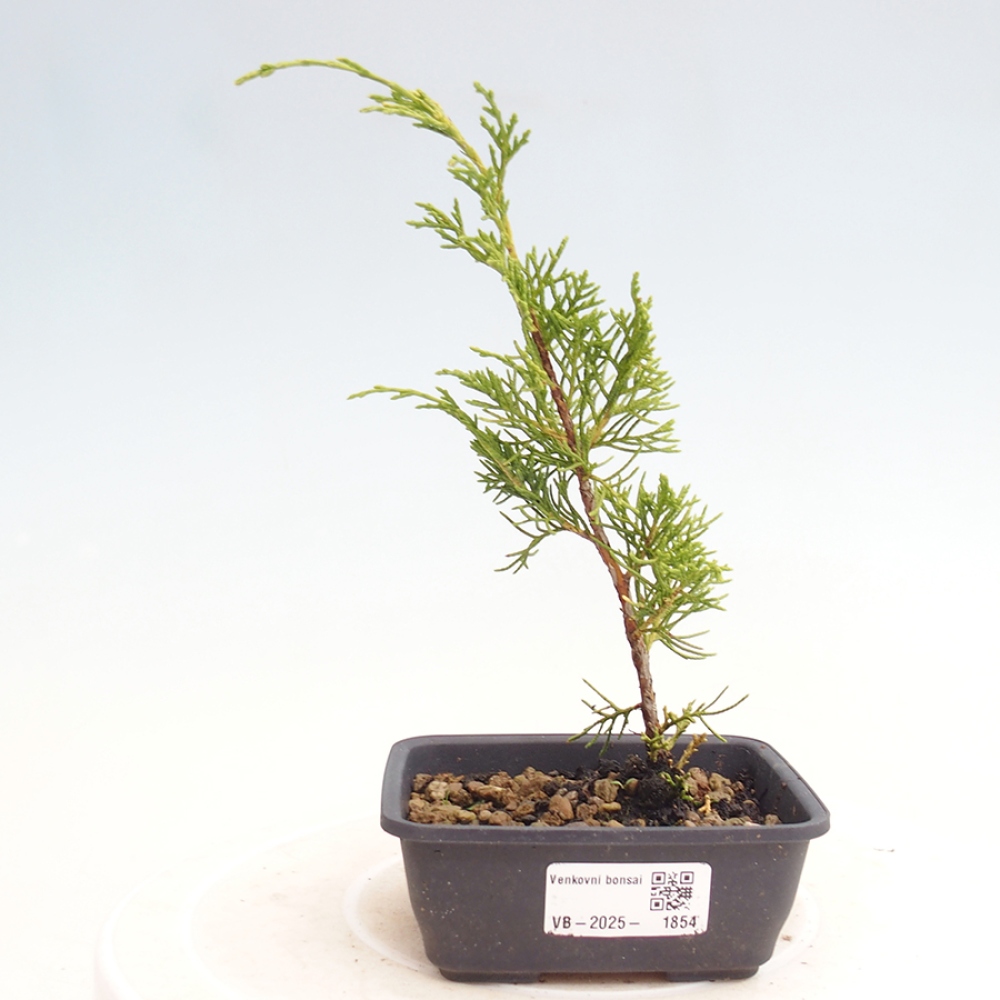 Venkovní bonsai - Juniperus chinensis Itoigawa -Jalovec čínský