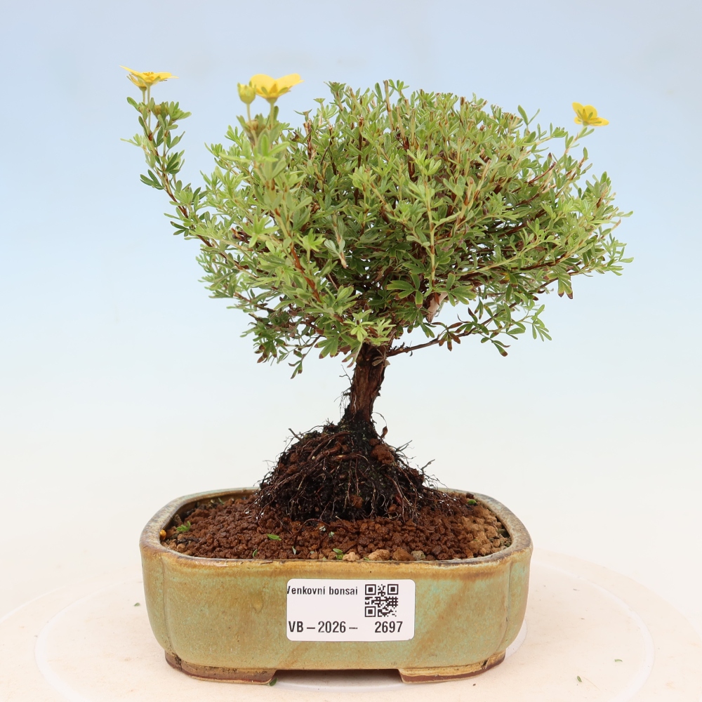 Venkovní bonsai-Mochna křovitá - potentila fruticosa Goldkissen