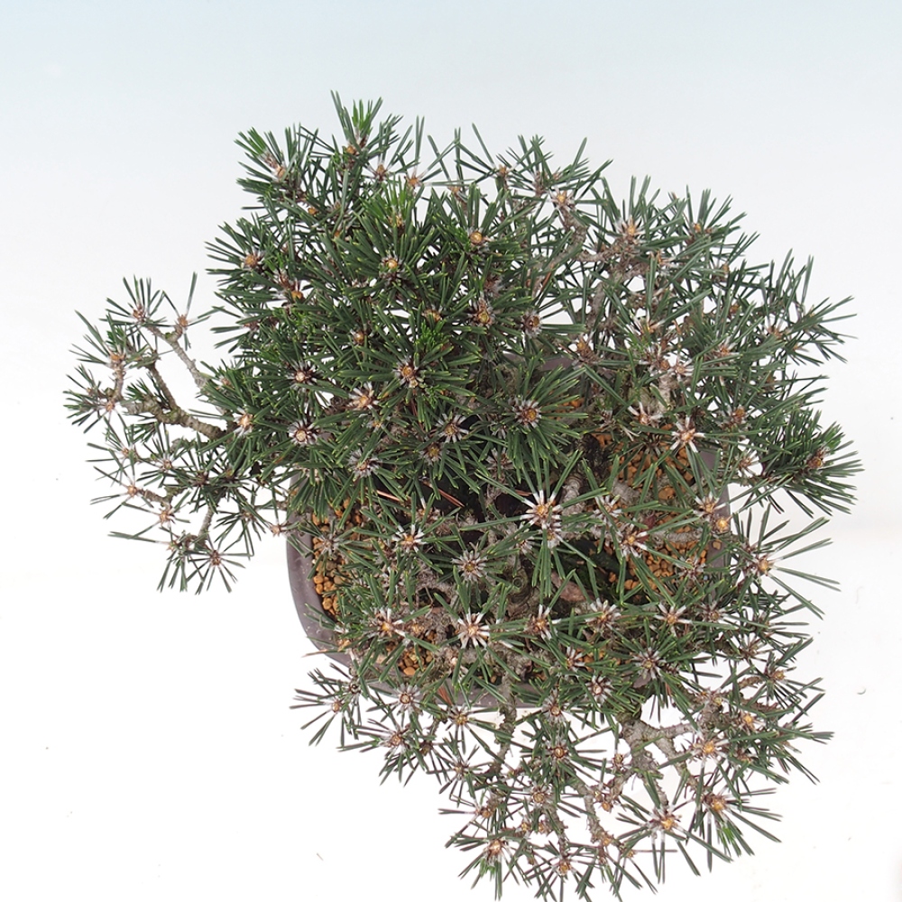 Venkovní bonsai - Pinus thunbergii Kotobuki - Borovice thunbergova