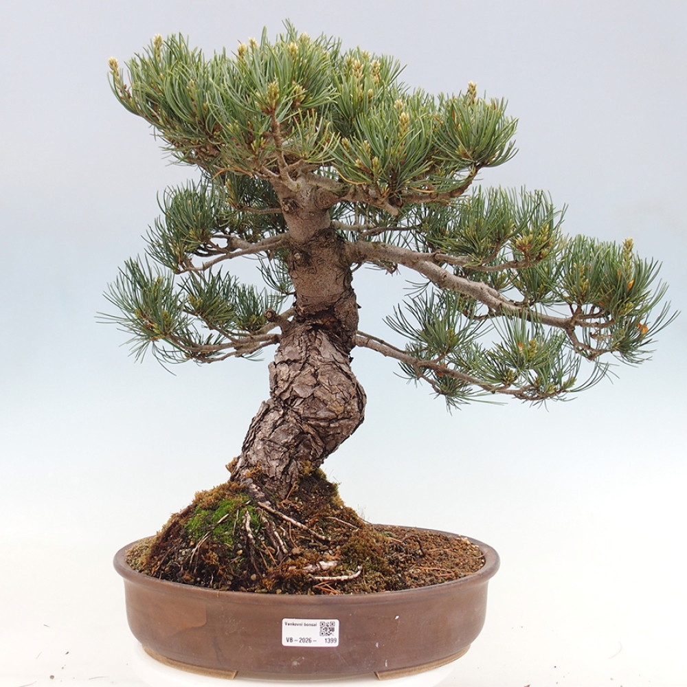 Venkovní bonsai - Pinus parviflora - Borovice drobnokvětá