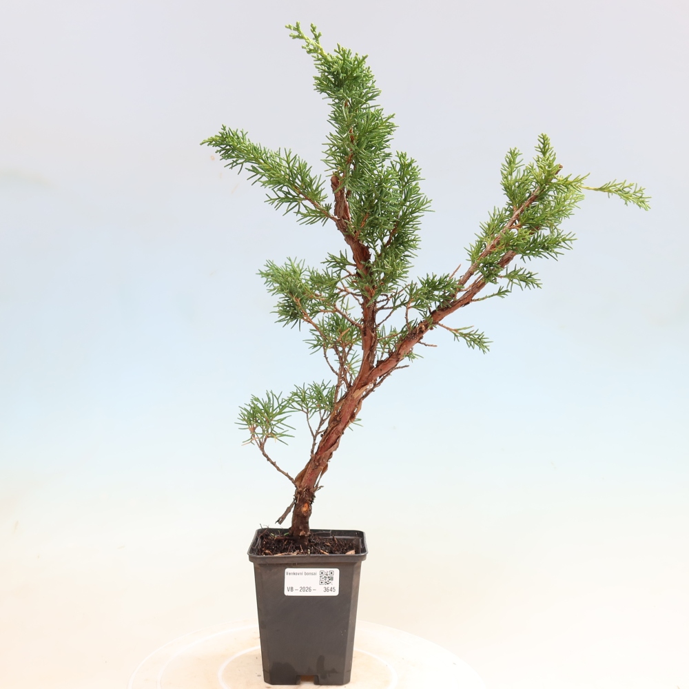 Venkovní bonsai - Juniperus chinensis Kishu -Jalovec čínský