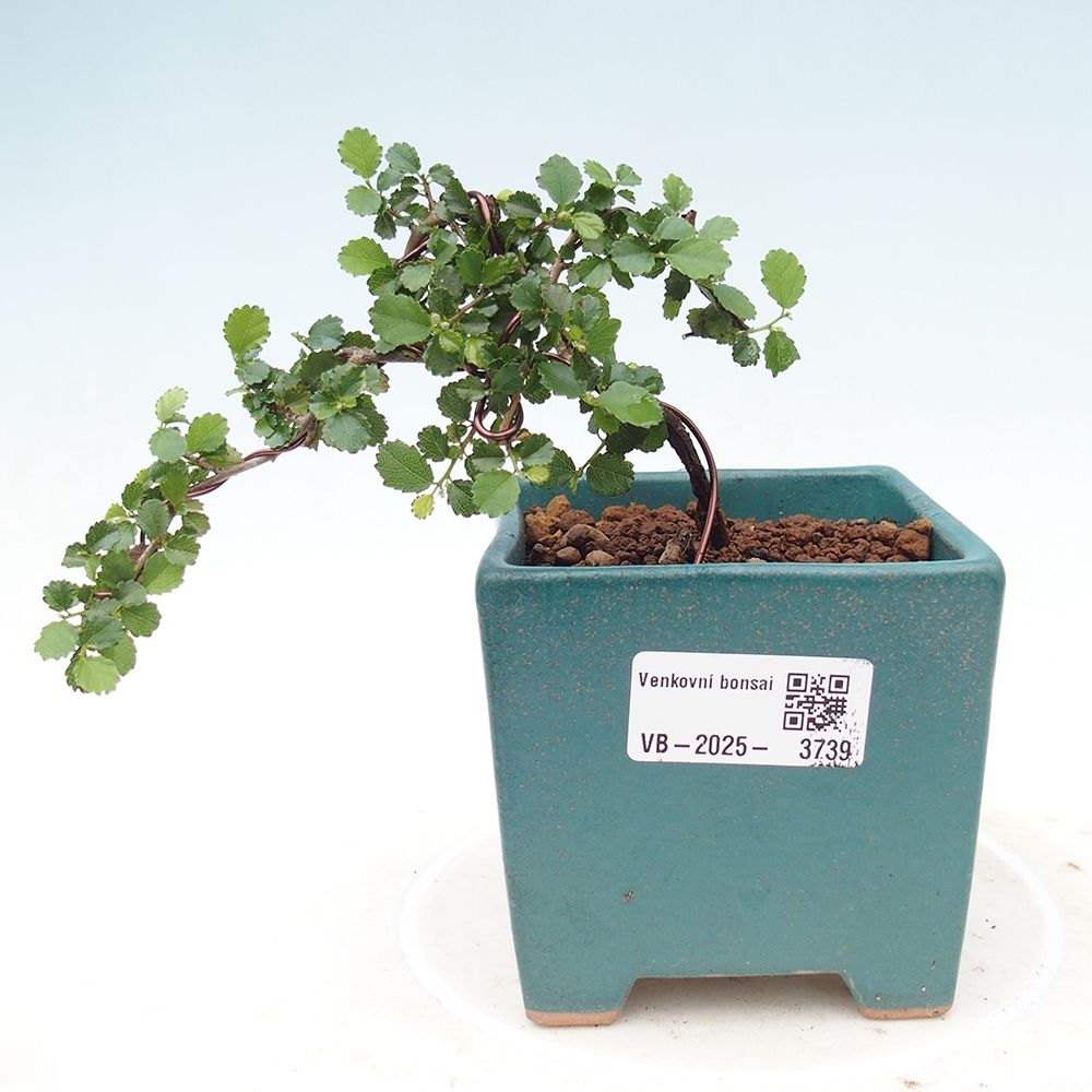 Pokojová bonsai - Grewia sp. - Grewie malolistá