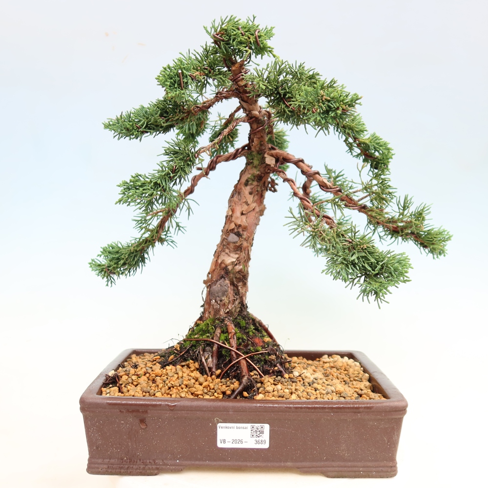 Venkovní bonsai - Juniperus chinensis Kishu -Jalovec čínský