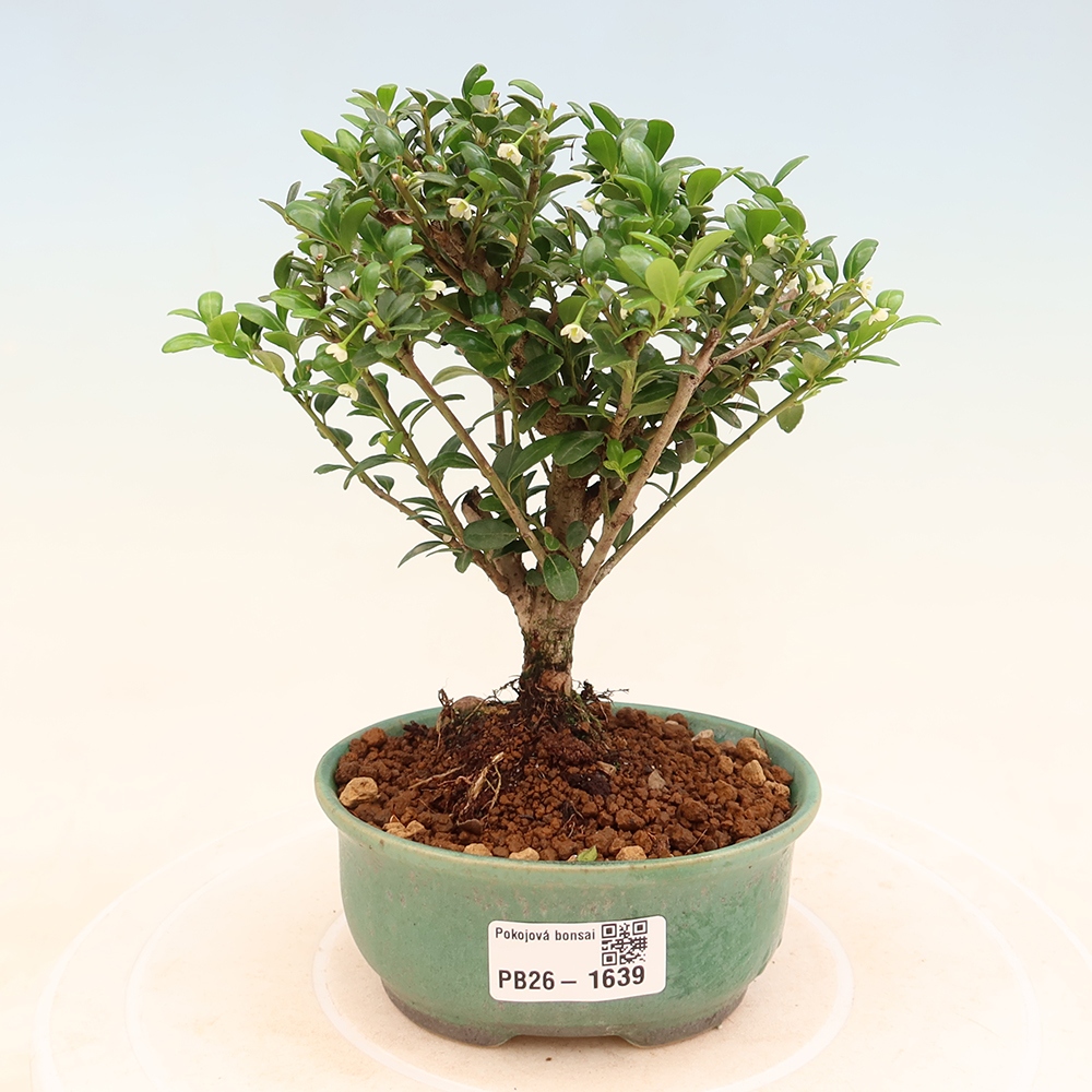 Pokojová bonsai - Ilex crenata - Cesmína