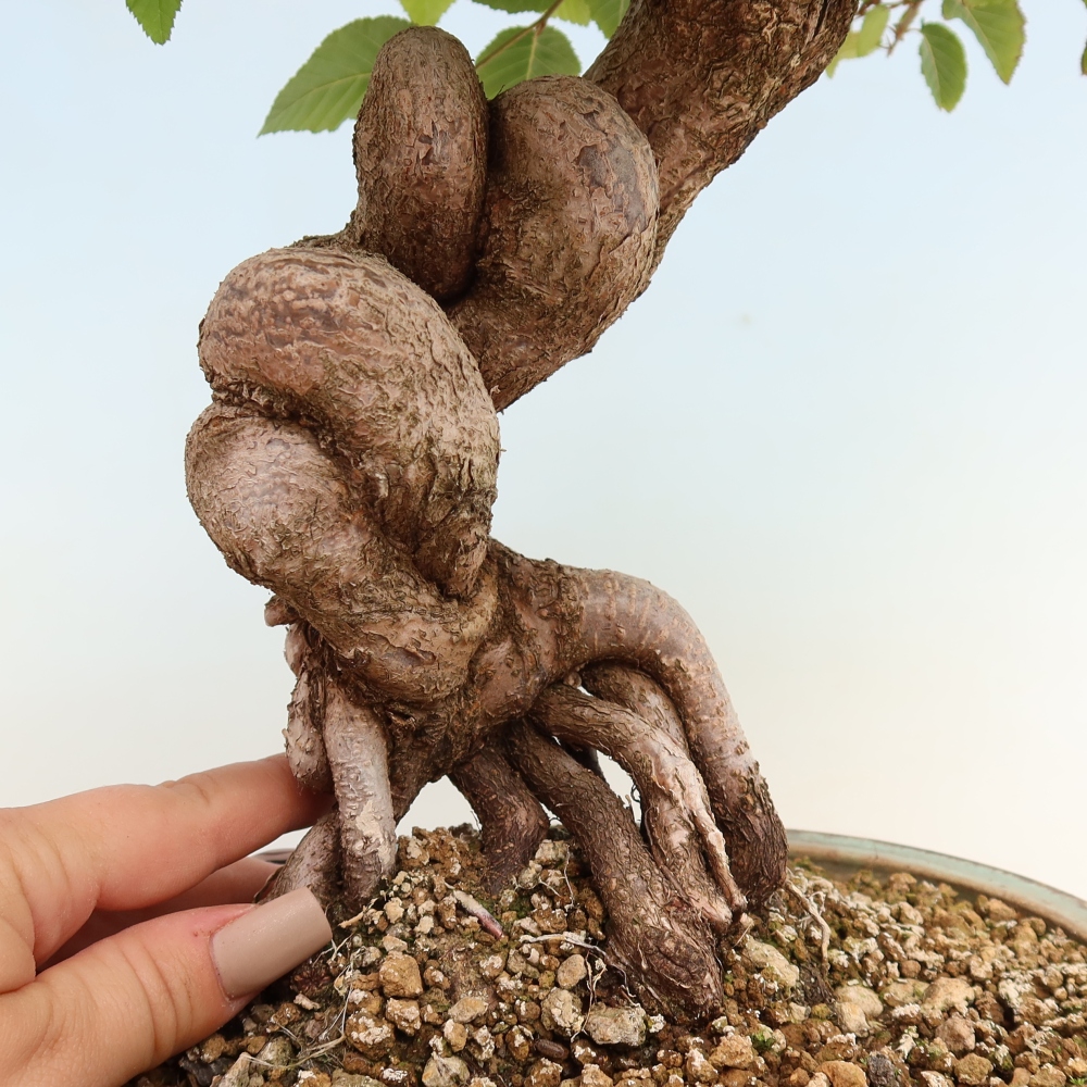 Venkovní bonsai -Carpinus CARPINOIDES - Habr korejský