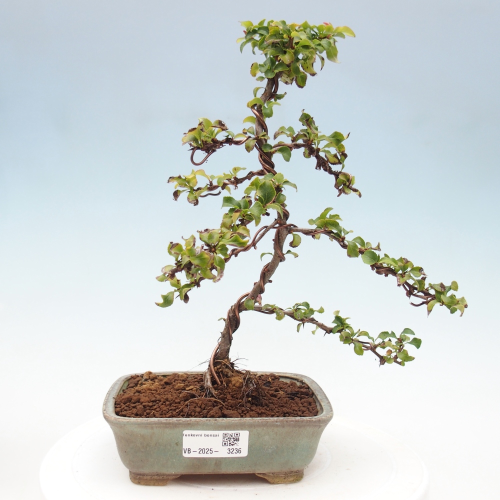Venkovní bonsai - Chaneomeles s. Red Joy - Kdoulovec 