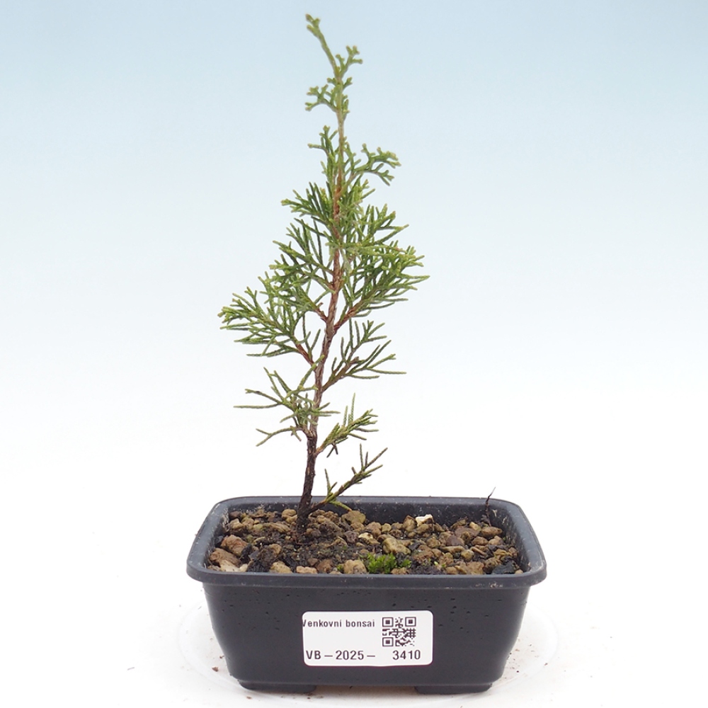 Venkovní bonsai - Juniperus chinensis Itoigawa -Jalovec čínský