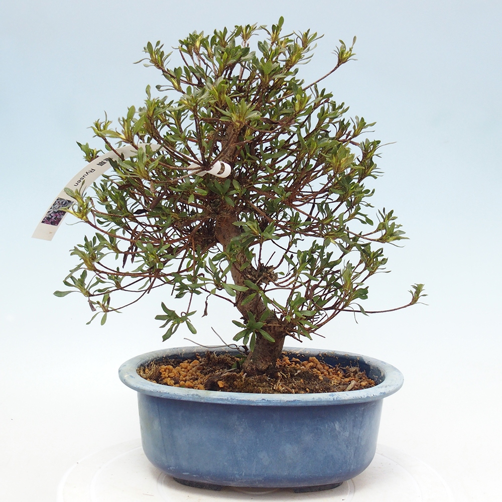 Venkovní bonsai - Japonská azalka - Azalea Ryusen