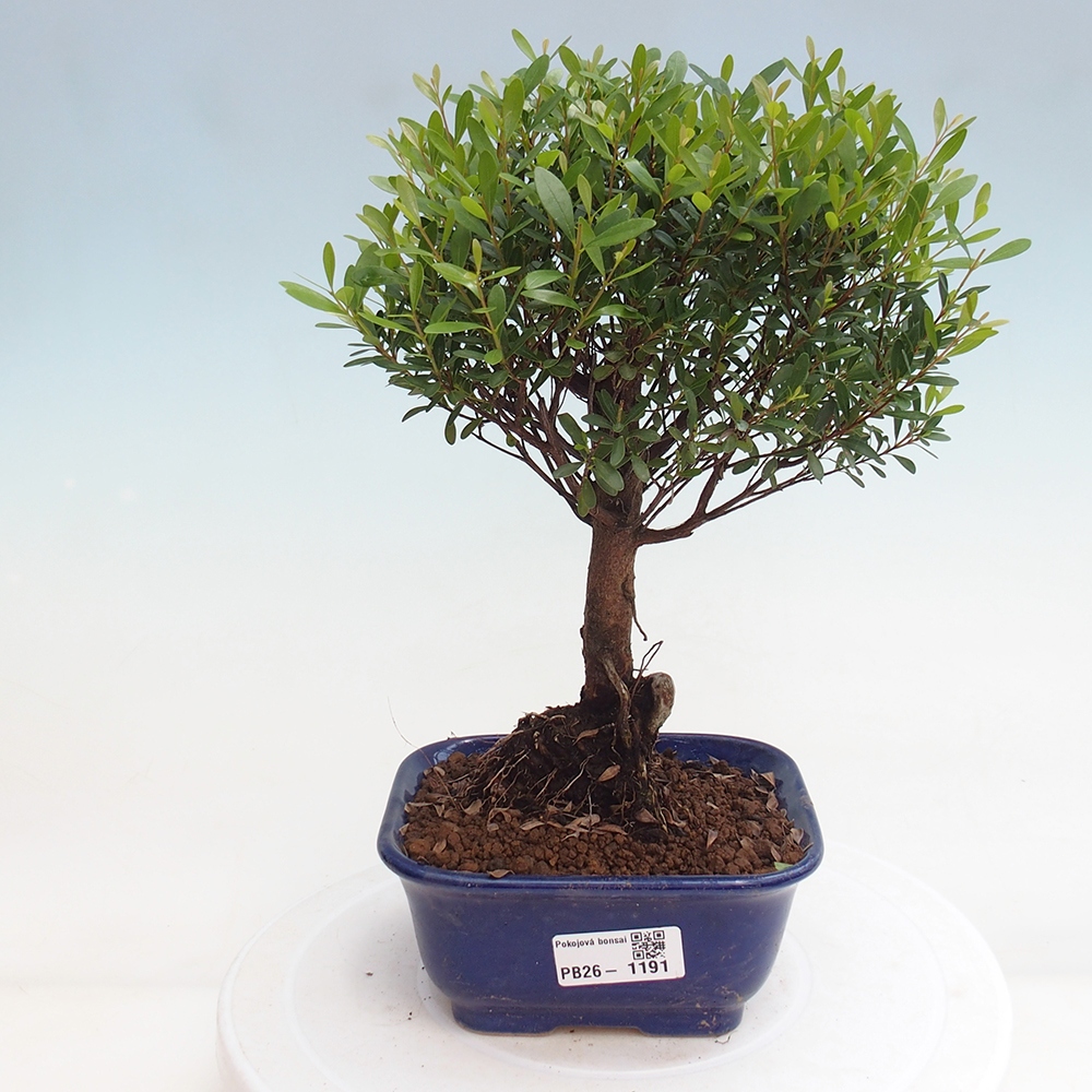 Pokojová bonsai - Syzygium - Pimentovník