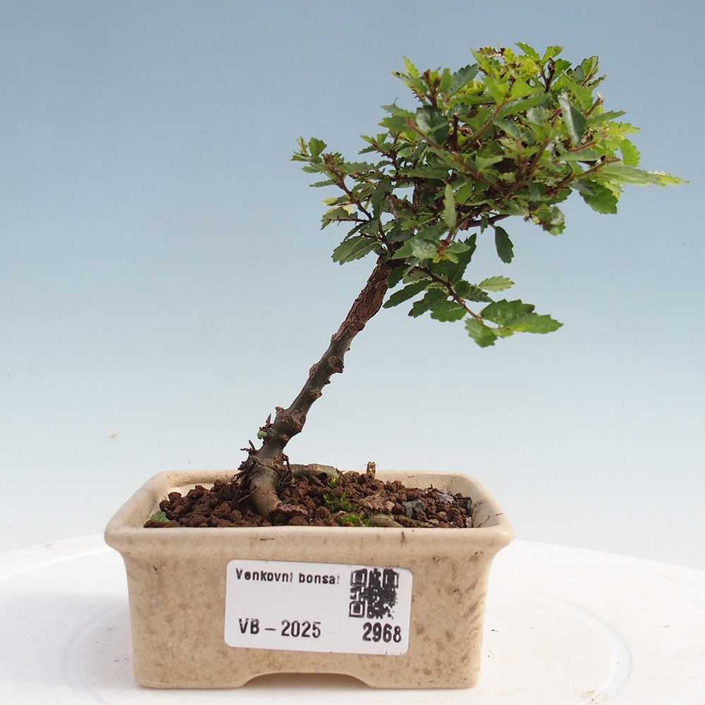 Venkovní bonsai - Ulmus parvifolia Sagei - Malolistý jilm