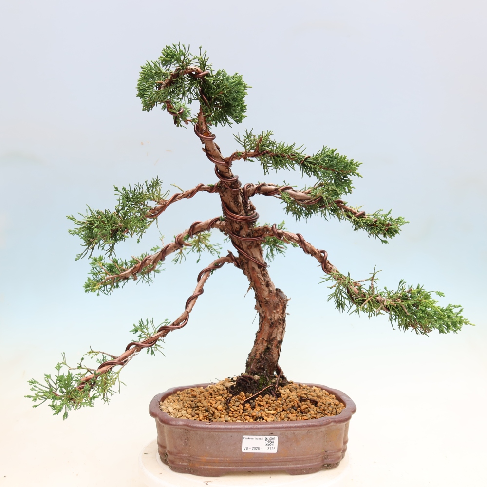 Venkovní bonsai - Juniperus chinensis Kishu -Jalovec čínský