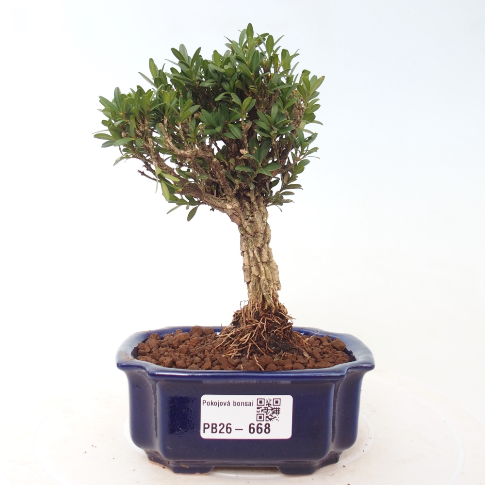 Pokojová bonsai - Buxus harlandii -korkový buxus