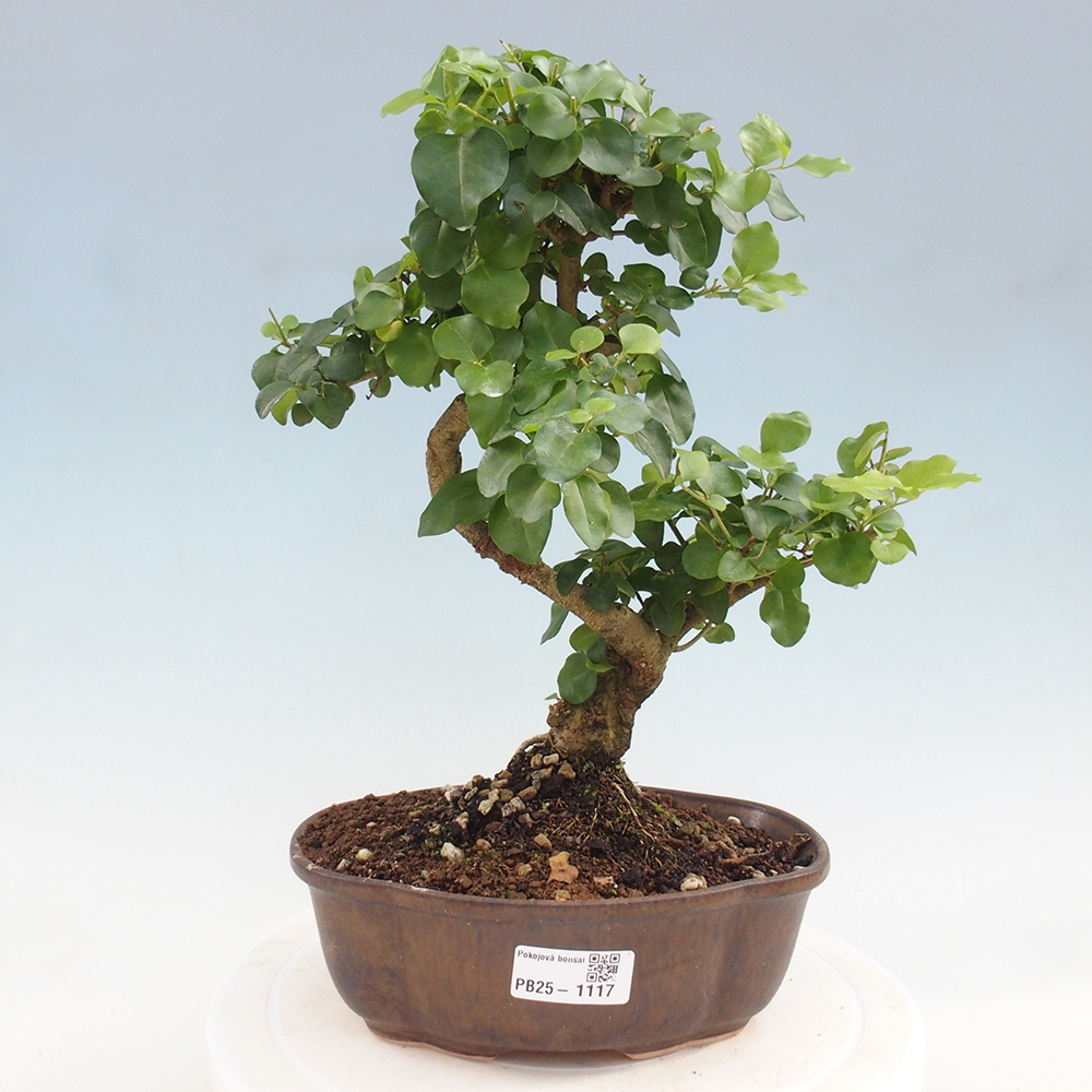 Pokojová bonsai -Ligustrum chinensis - Ptačí zob