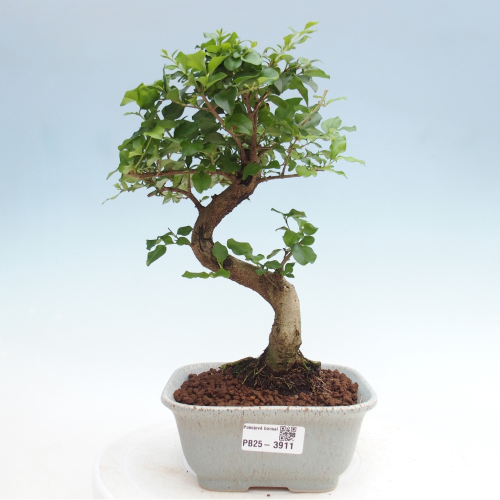Pokojová bonsai -Ligustrum chinensis - Ptačí zob