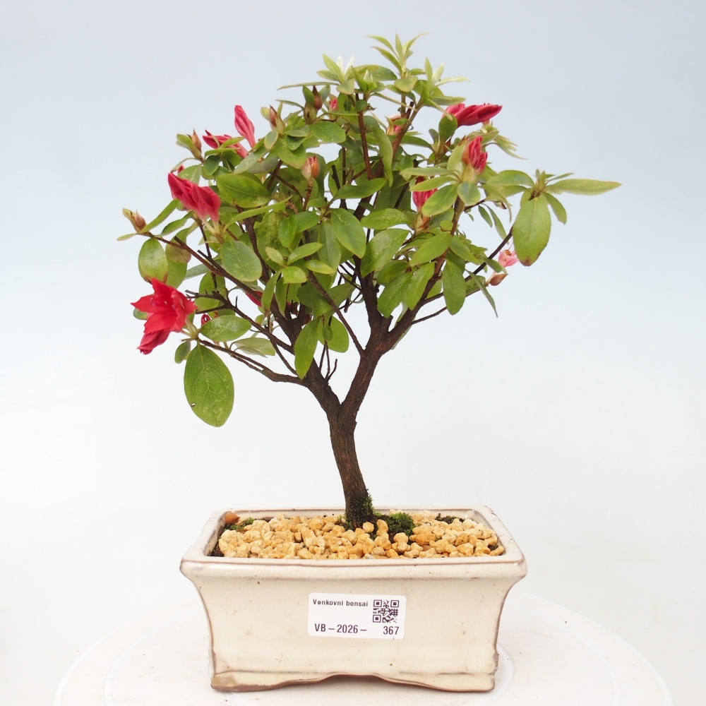 Venkovní bonsai - Japonská azalka - Azalea sp.