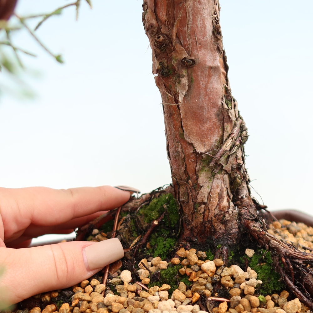Venkovní bonsai - Juniperus chinensis Kishu -Jalovec čínský