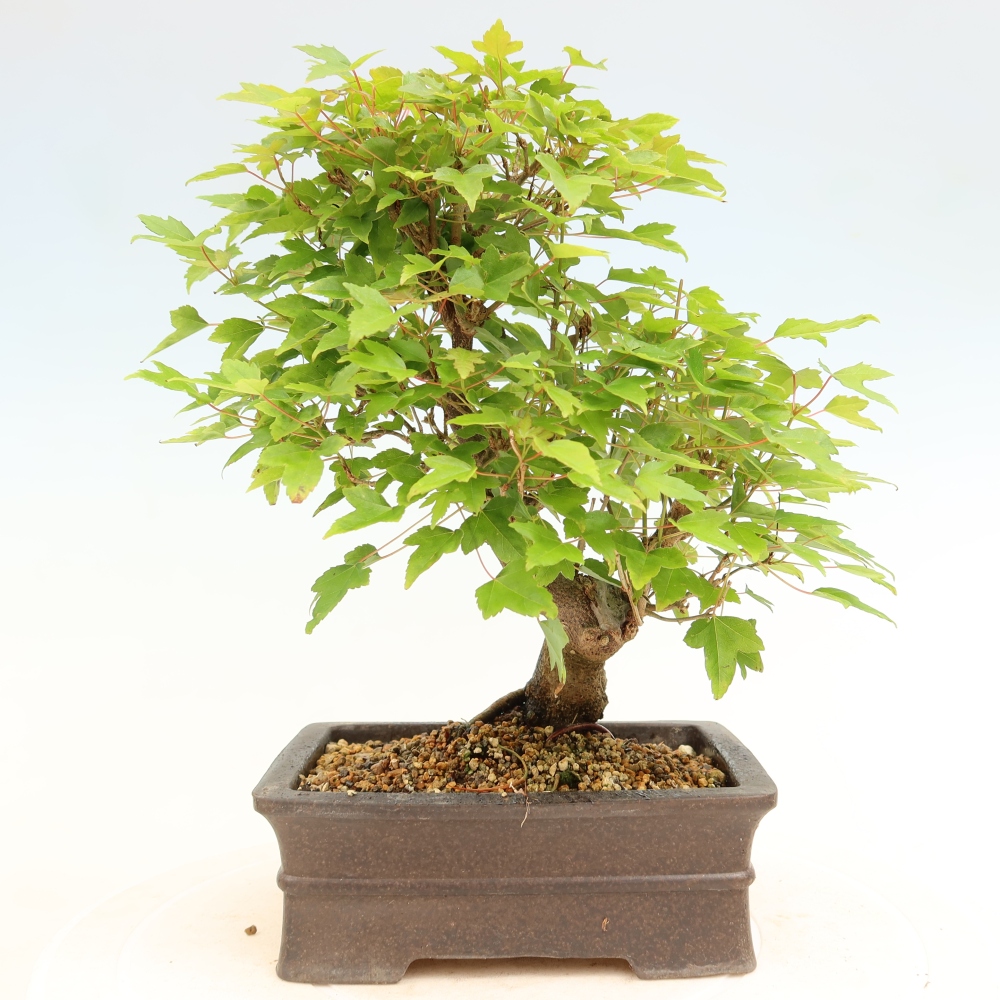 Venkovní bonsai - Javor Burgerův - Acer Burgerianum 