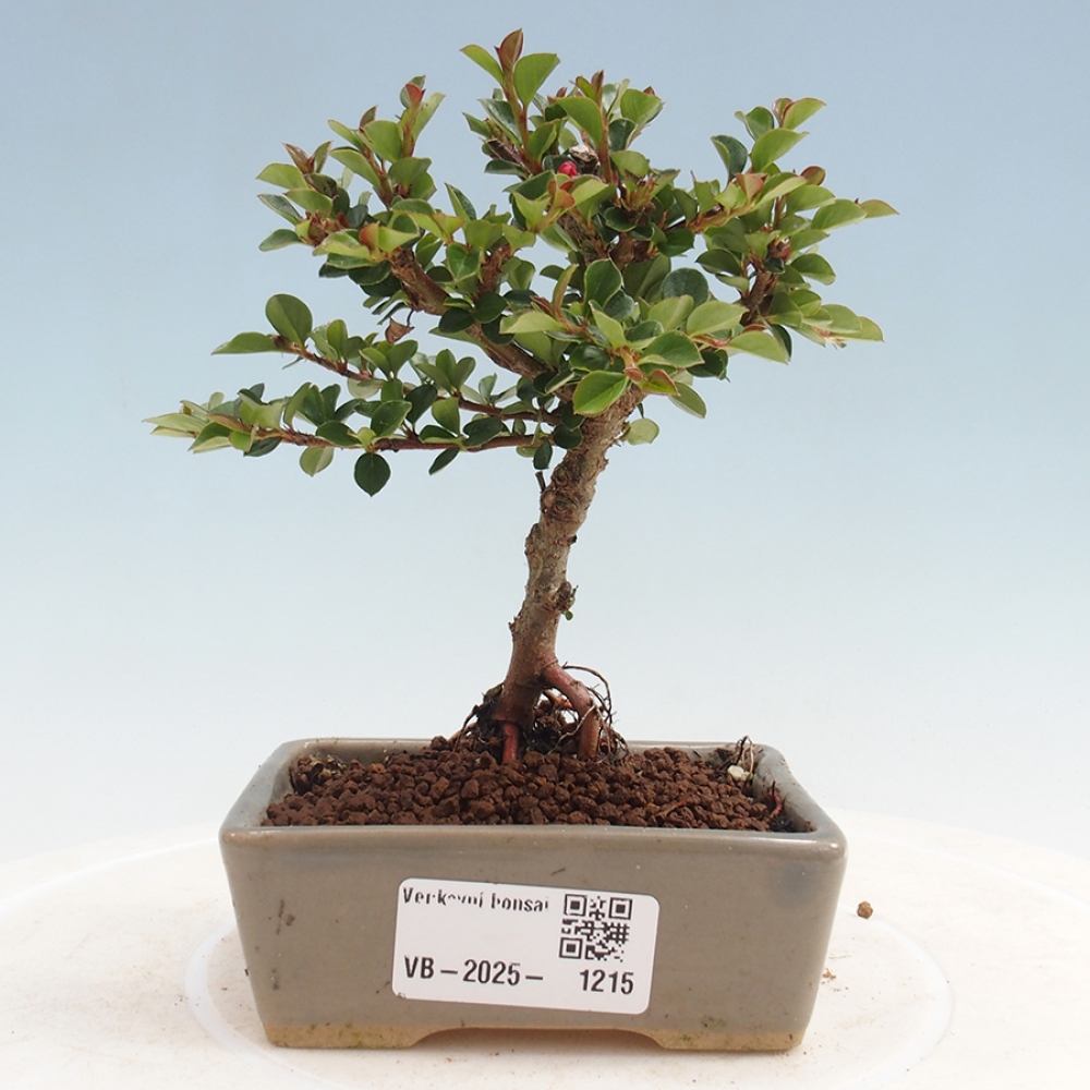 Venkovní bonsai - Cotoneaster horizontalis - Skalník