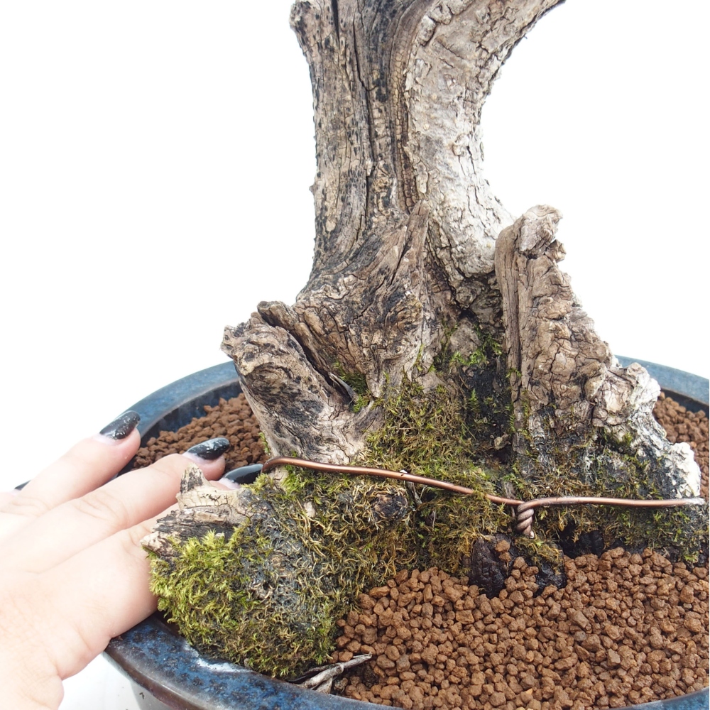 Pokojová bonsai - Olea europaea sylvestris -Oliva evropská drobnolistá