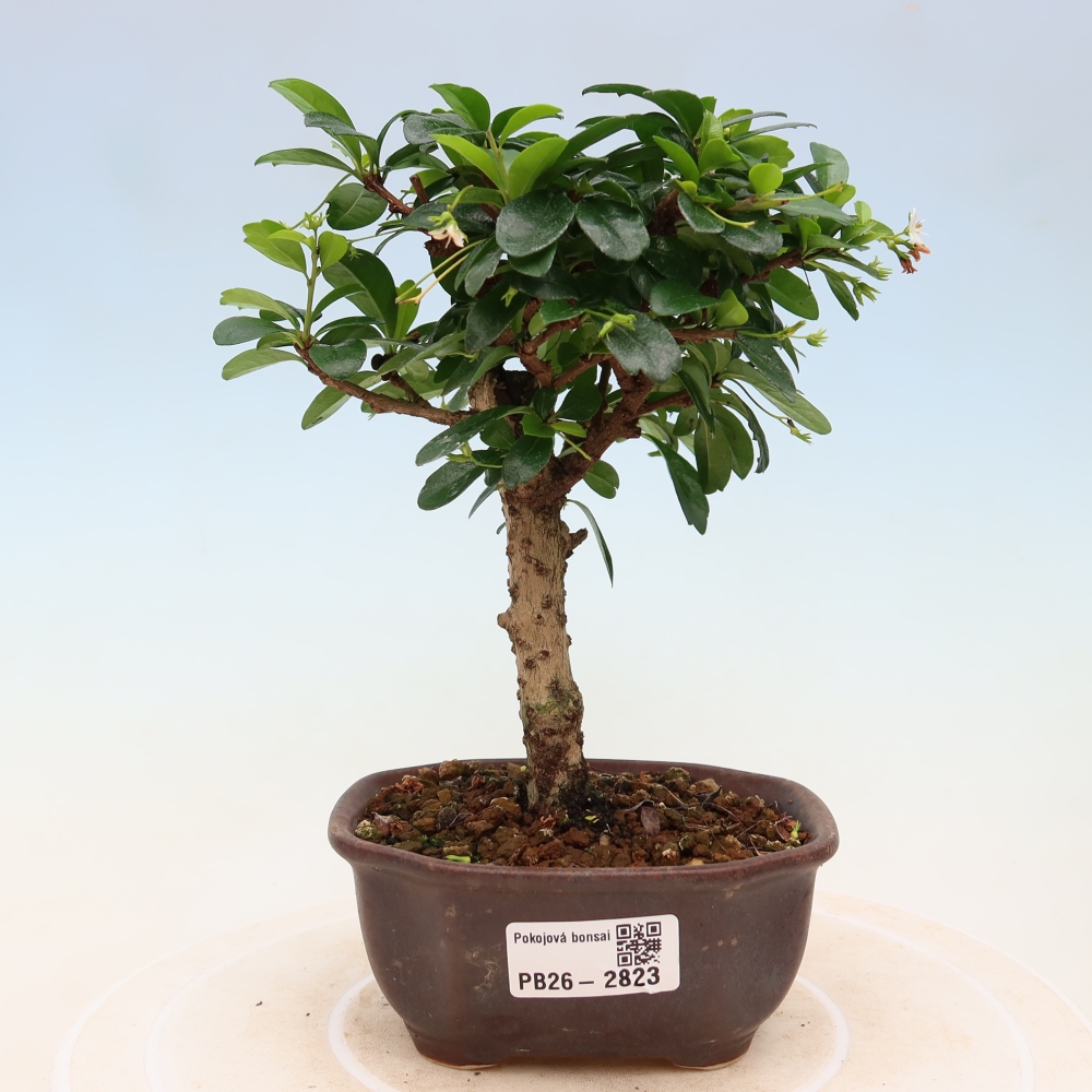 Pokojová bonsai - Carmona macrophylla - Čaj fuki