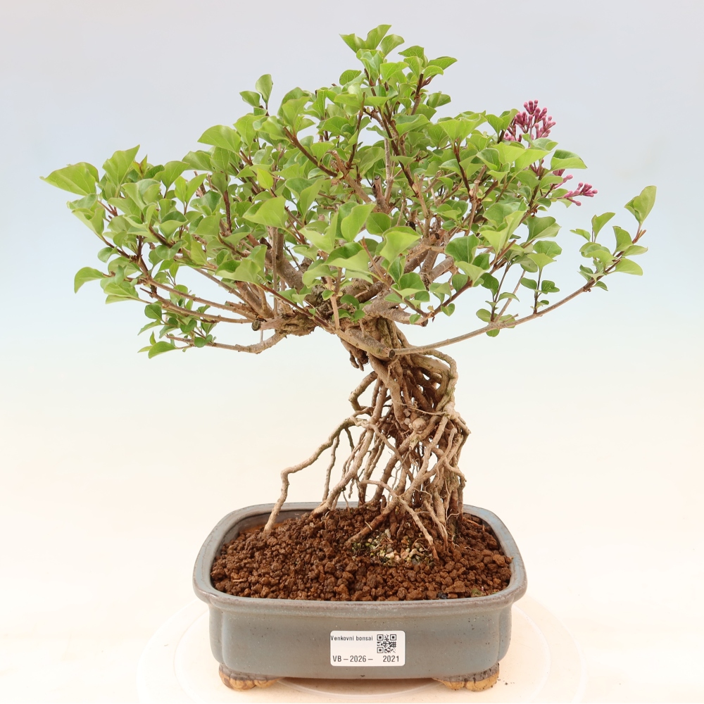 Venkovní  bonsai -  Syringa microphylla - malokvětý šeřík