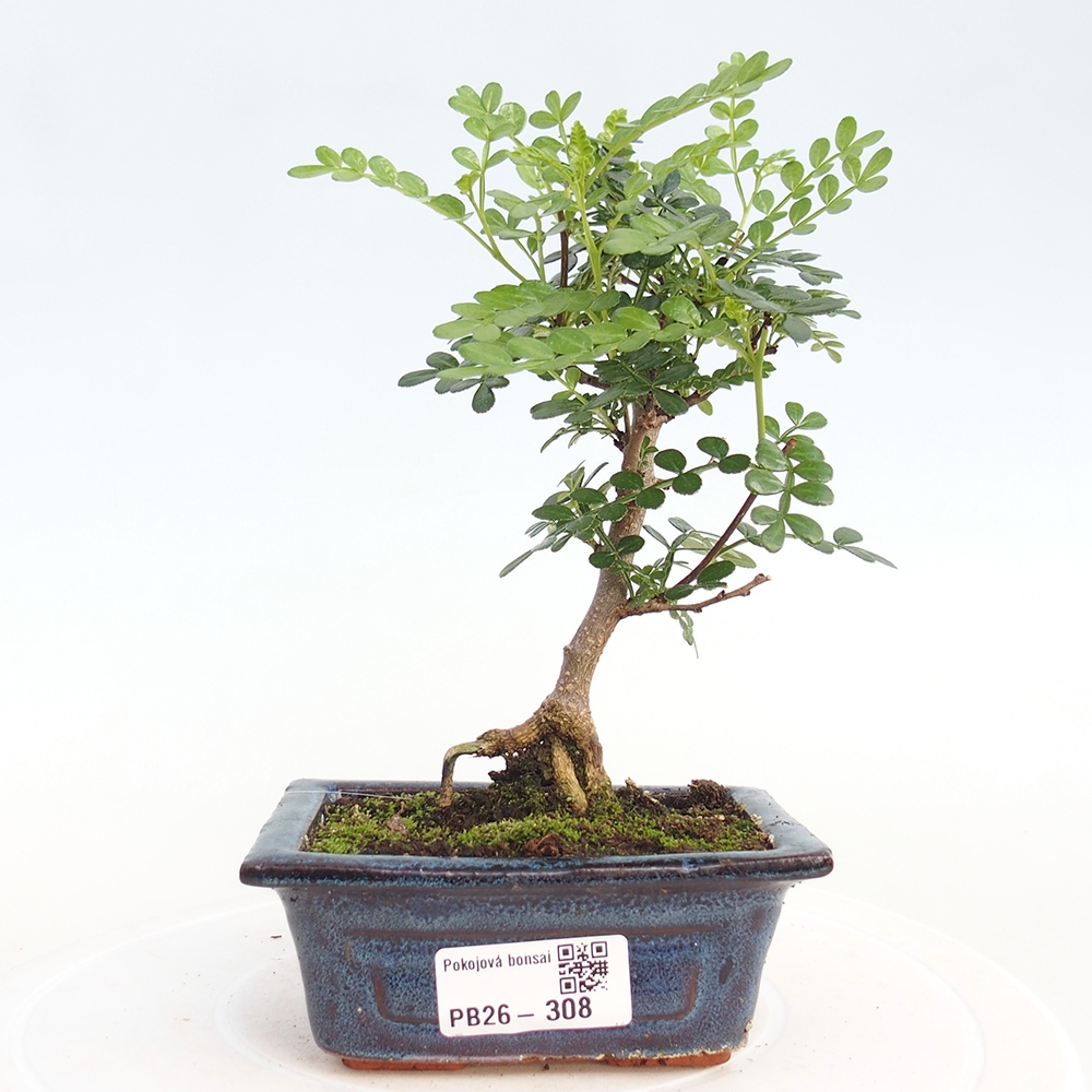 Pokojová bonsai - Zantoxylum piperitum - pepřovník
